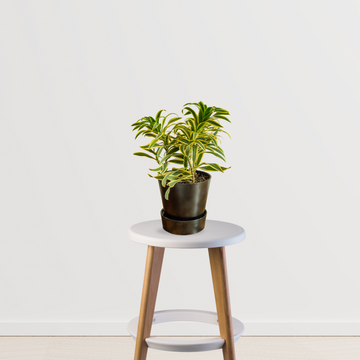 Song of India - Dracaena reflexa